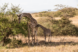 Masai Giraffe and Calf