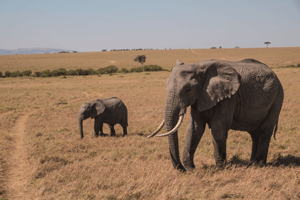 African Bush Elephant and Calf