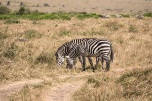 Plains Zebra