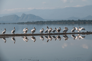 Great White Pelicans