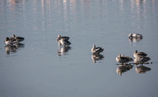 Cape Teal