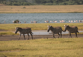 Plains Zebra