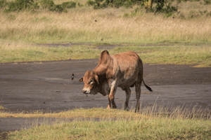 Boran Cattle