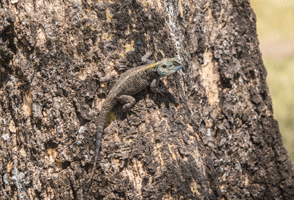 Black-necked Agama