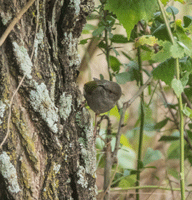 Yellow-bellied Eromomela