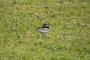 African pied Wagtail