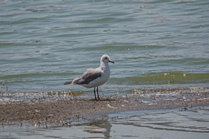 Grey-headed Gull