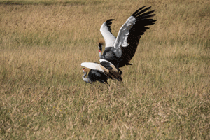 Grey-crowned Cranes