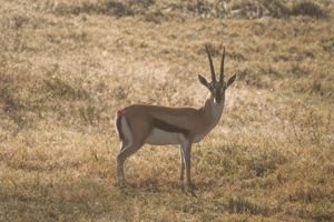 Thomson's Gazelle