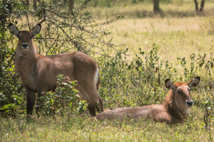 Waterbucks