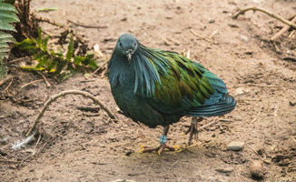 Nicobar Pigeon