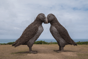 Two billing giant willow puffins 13ft high, Plemont