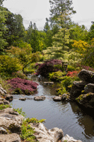 Japanese garden