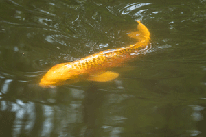 Koi carp