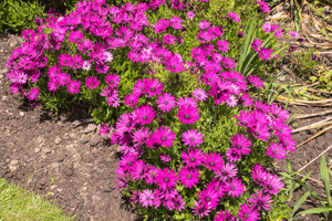 African Daisy