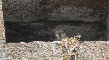 Common Kestrel, Le Hocq, St Clement