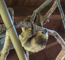 Two-toed Sloth