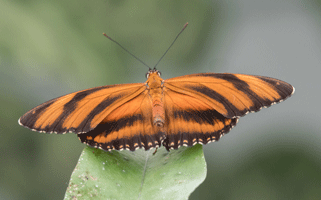 Banded Longwing