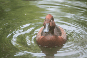 Ferruginous Duck