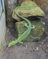 Biak tree Monitor