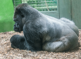 Western Lowland Gorilla