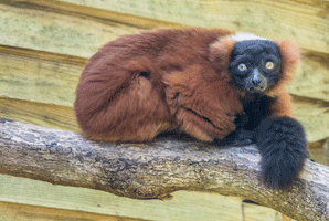 Red-ruffed Lemur