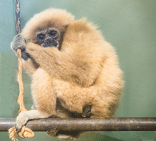 Hazel the White-handed Gibbon