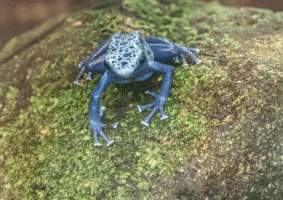 Blue poison Dart Frog