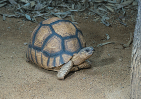 Ploughshare Tortoise