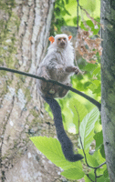 Silvery Marmoset