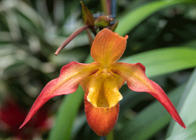 Phragmipedium Besseae