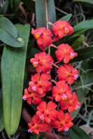 Vanda Curvifolia