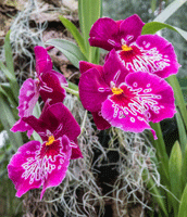 Vanda Curvifolia