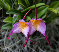 Masdevallia